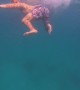 Swimming With a Whale Shark