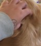Golden Retriever Dips Head Back To Beg For More Pets
