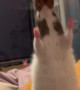 Pet Rat Clings to Snack