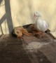 German Shepherd and Duck Rest Together in the Sun