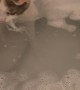 Cat Carefully Pats Bubble Bath