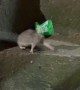 Rat With a Peanut Package on It's Head