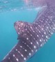 Close Encounter With a Whale Shark