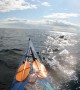 Humpback Whale Startles Sea Kayakers
