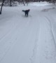 Dog Pulls Kid on a Sled