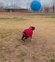 Boxer Bouncing Ball Knows No Gravity