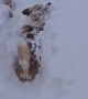 Corgis Disappear in Fluffy Snow