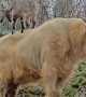 Odd Friendship Between Blue Sheep and Golden Takin