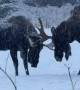 Moose Sparring in a Snowy Field