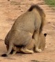 Lion Mating Behavior Observed on Safari Tour