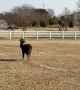 Miniature Horse Gets Comically Spooked