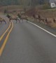 Elk Herd Crossing Washington Road