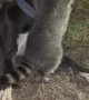 Rescued Raccoon Loves to Annoy His Big Brother