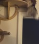 Sheltie Tries New Cat Shelves