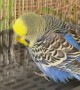 Happy Budgie Enjoys Gentle Bird Shower