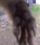 Squirrel Feet Block Camera Feed