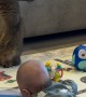 Cat Stands Up Like a Meerkat After Baby’s Yell
