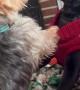 Labrador Puppy Smacks Yorkie Friend Off Blanket