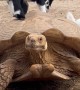 Baby Goats Have Fun With Their Tortoise Friend