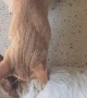 Cat Gives Dog Long Neck Massage