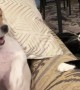 Dog and Cat Siblings Bicker