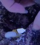 Lemon the Jawfish Rejects my Offering