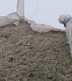 Dogs Pooping and Peeing During Snow Storm