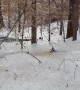 Corn Poured Down Icy Slope Makes Satisfying Sound