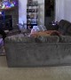 Security Camera Catches Dog Pulling TV Down