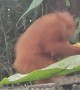 Young Orangutan's Banana Bonanza