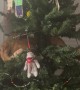 Orange Cat Knocks Over Christmas Tree