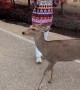 Two Deer Fight For Tourist's Treats