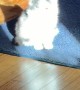 Kitten Fully Illuminated By Sunshine
