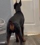 No Privacy When You Have a Doberman