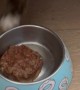 How My Cat Has Been Eating His Dinner for 9 Years