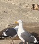 Seagull Bites Seal's Privates