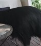 Cassowary Cools Off With Shared Fan