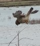 Kestrel Hovers Skillfully in Strong Wind