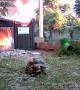 Tortoise Makes Speedy Getaway From Shed Fire