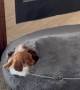 Dachshunds Cozy in Their Custom Made Bed