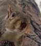 Barking Squirrel