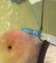 Disabled Fish Gets a Second Chance