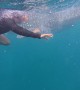 Swimming With Whale Sharks Outside Oslob