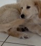 Silly Puppy Somersaults With Caught Tail