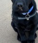Politely Sitting Puppy's Flappy Ears At Windy Beach