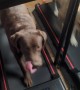 Dogs on Treadmills
