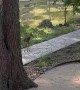 Tiny White-tailed Deer Fawn Chases After Adoptive Dad