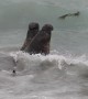 Bull Elephant Seals Fighting