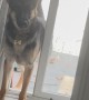 Mischievous German Shepherd Opens the Sliding Door
