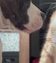 Dog and Cat Gently Fighting